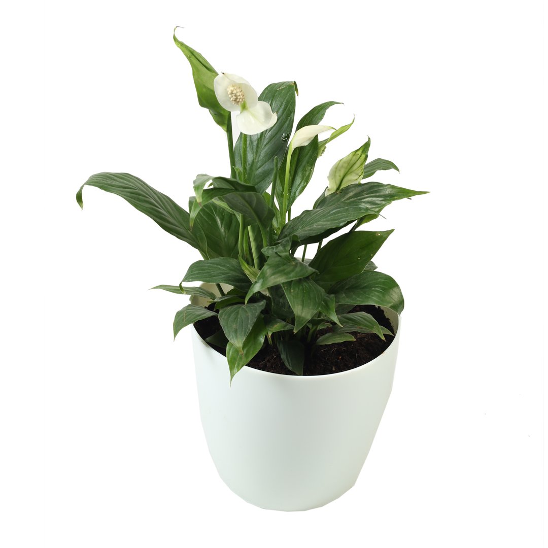 Spathiphyllum (Peace lily)