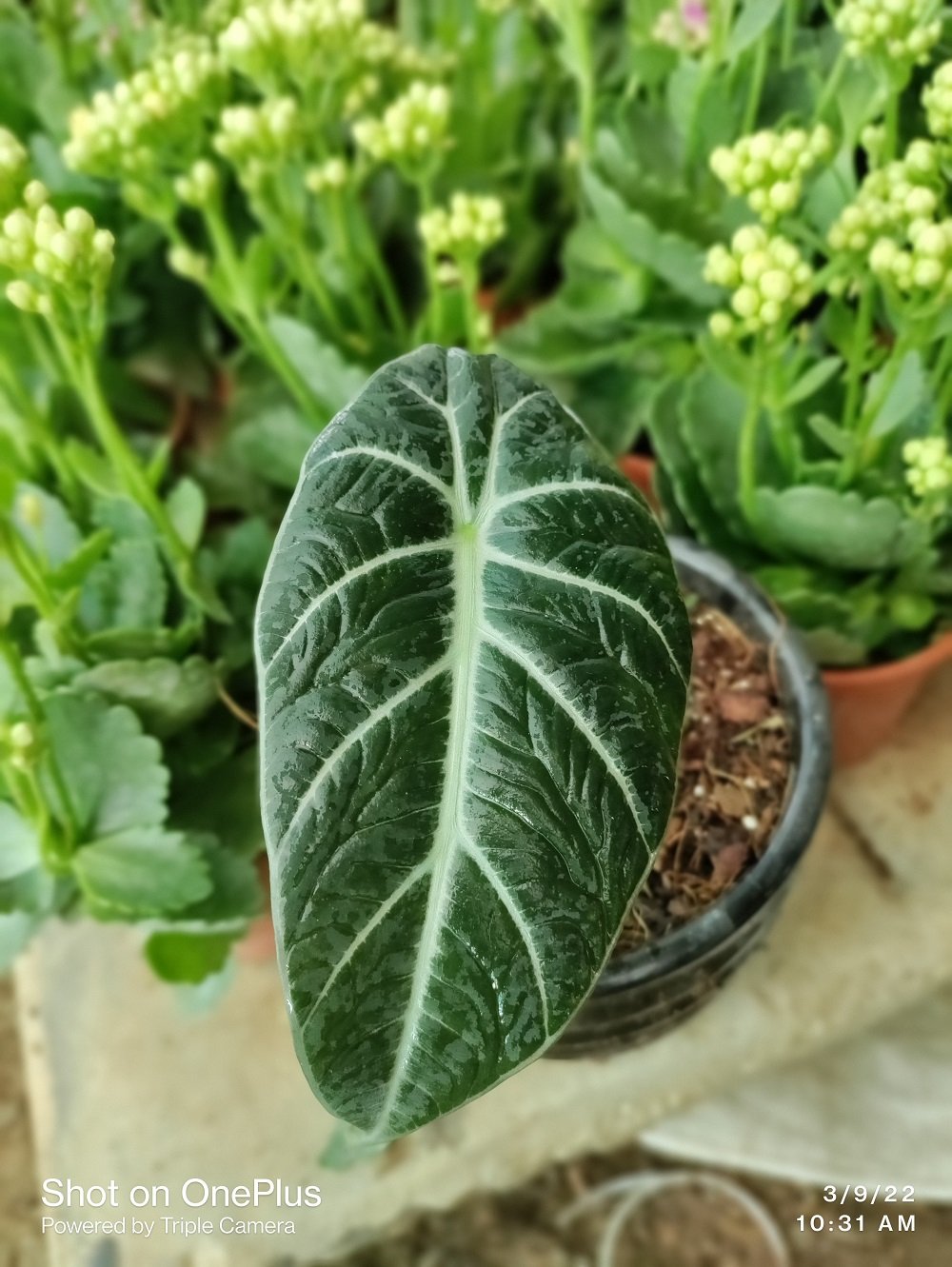 Alocasia