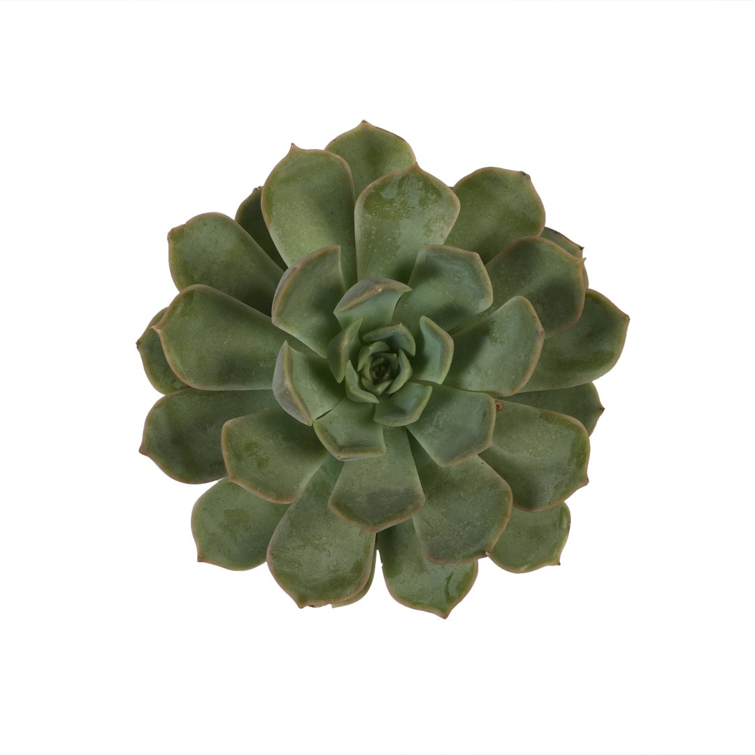 Echeveria succulent