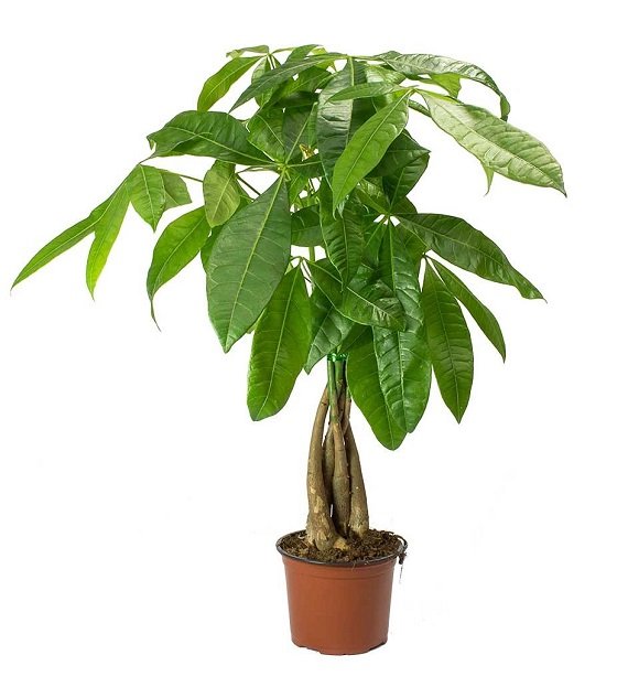 Money tree (Pachira aquatica)