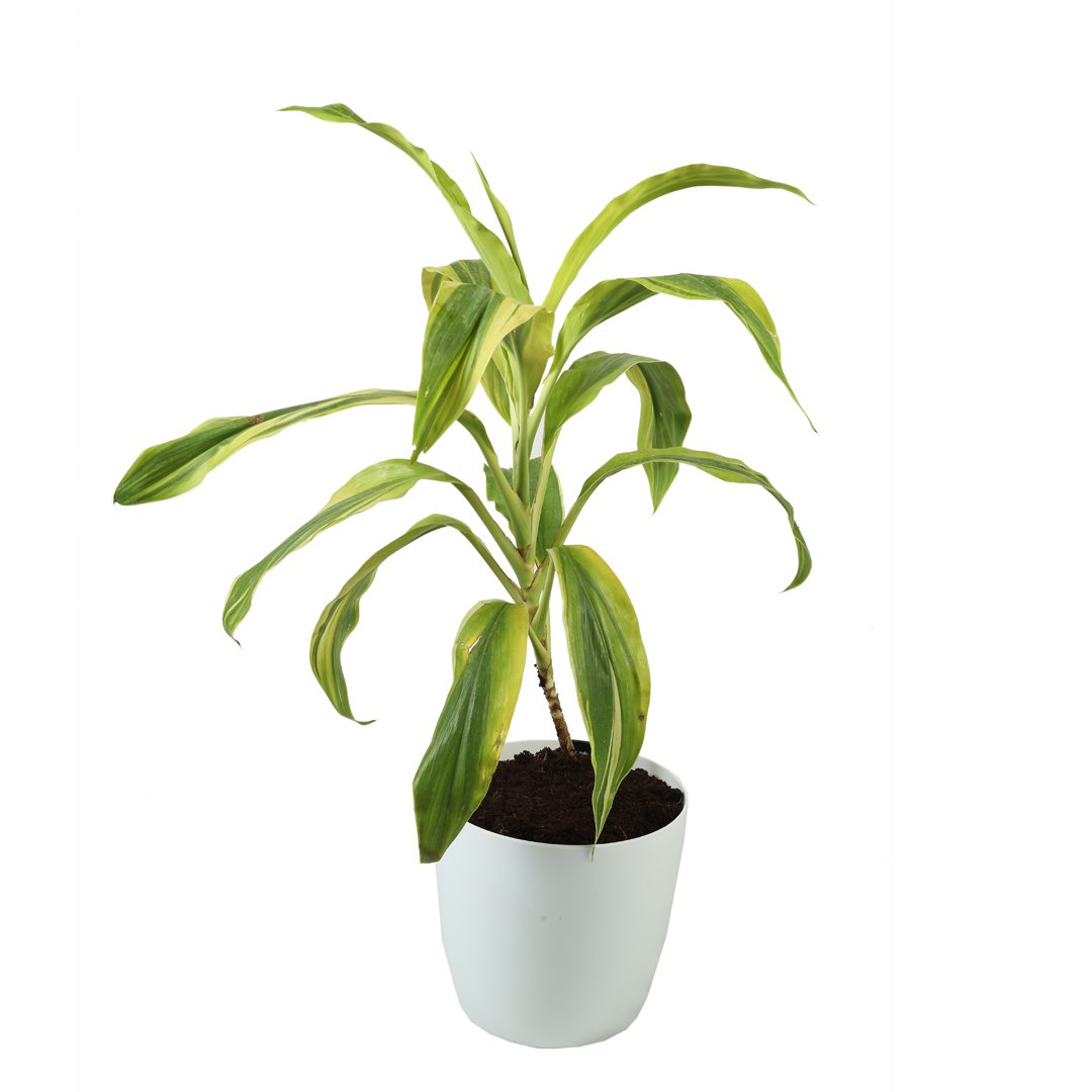 Dracaena Fragrans