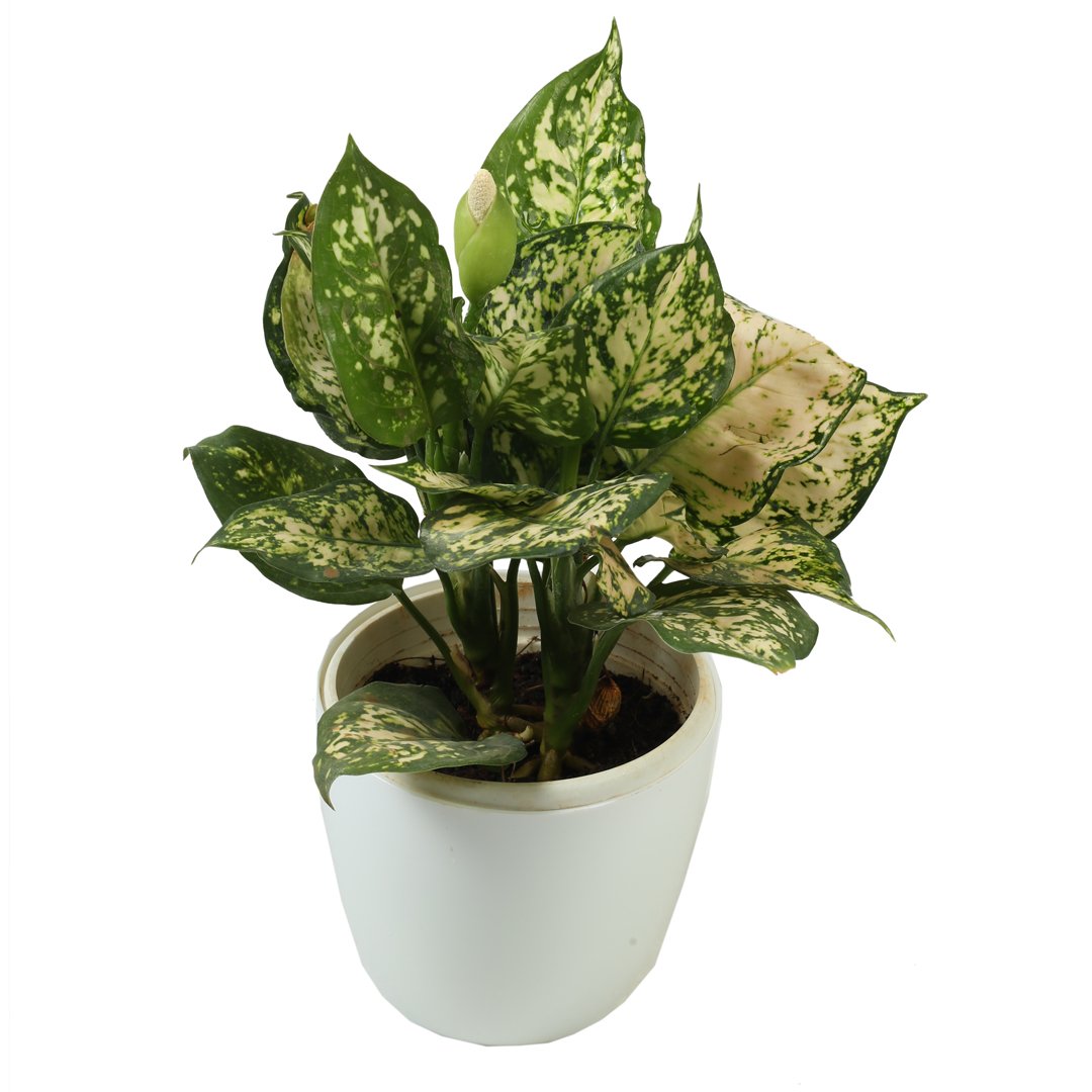 Aglaonema Snow White