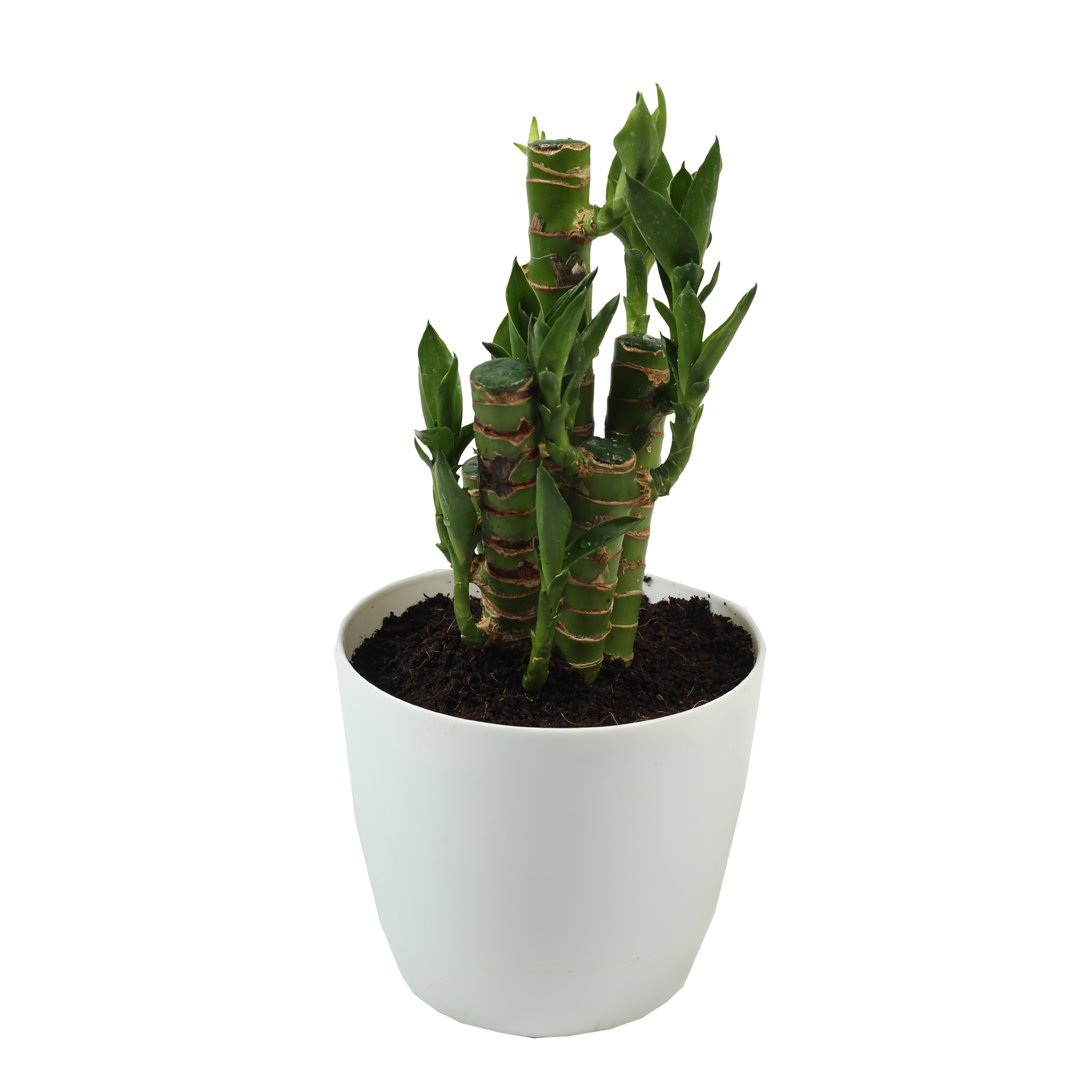 Lucky Bamboo