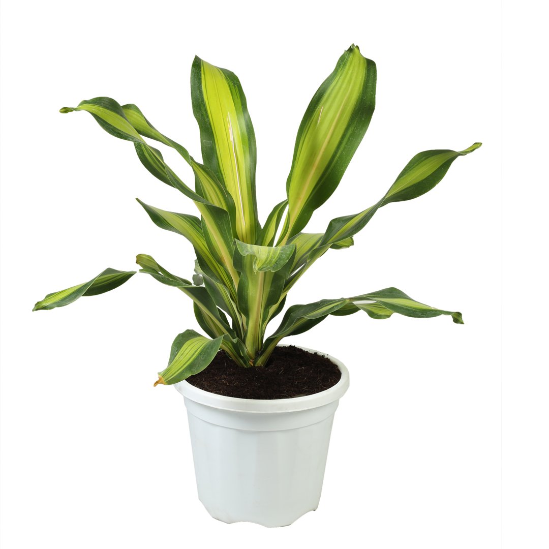 Dracina Darasingh Plant