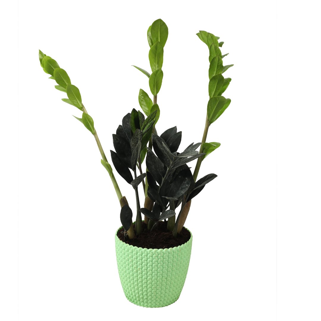 Zamia (zz) small