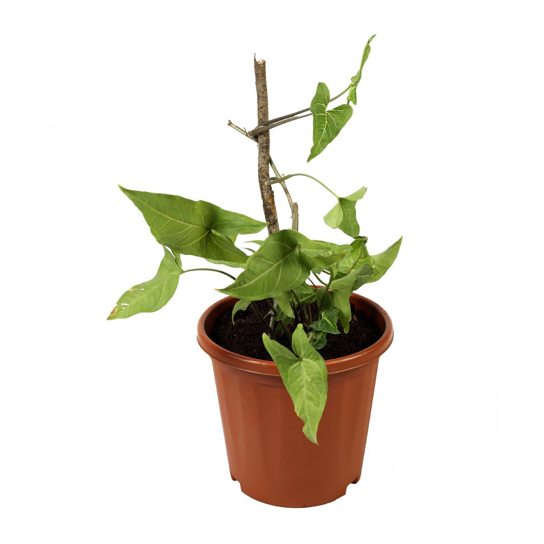 Singonium Green
