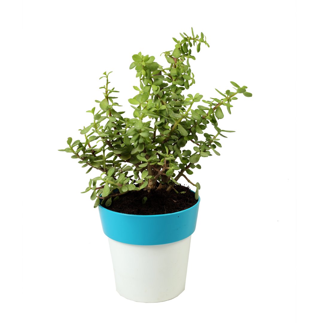 Jade plant – M