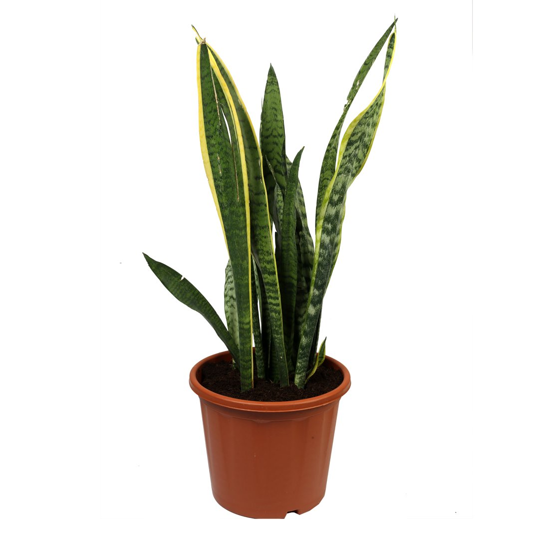 Snake Plant (Sansevieria)
