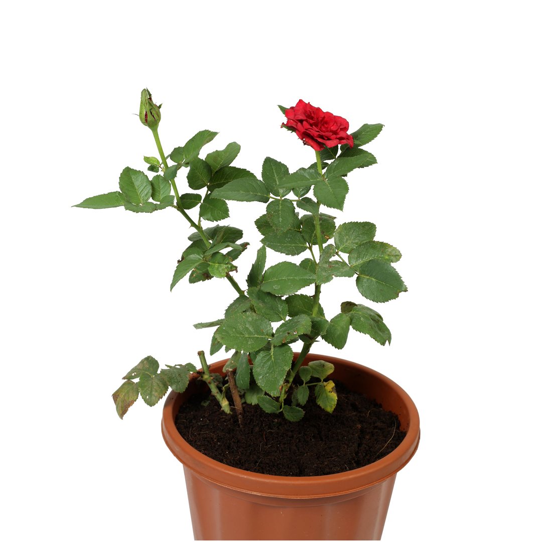 English Rose