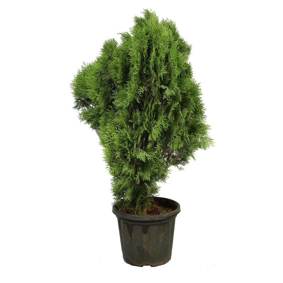 Thuja (vidya)