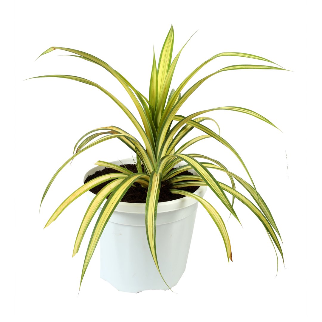 Spider Plant
