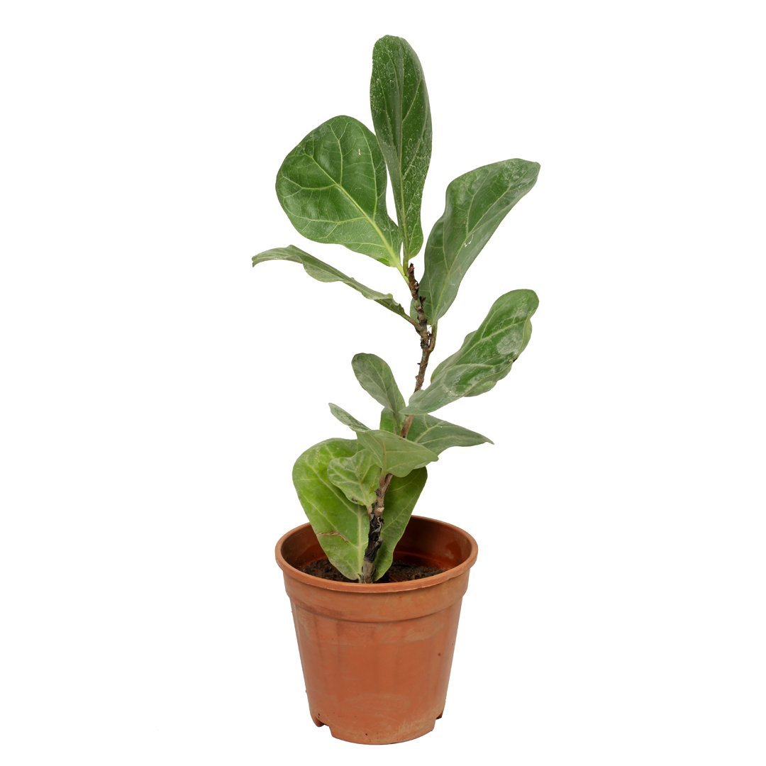 Fiddle leaf (ficus lyrata)