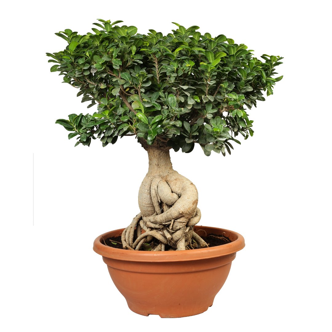 Ficus Bonsai (M)