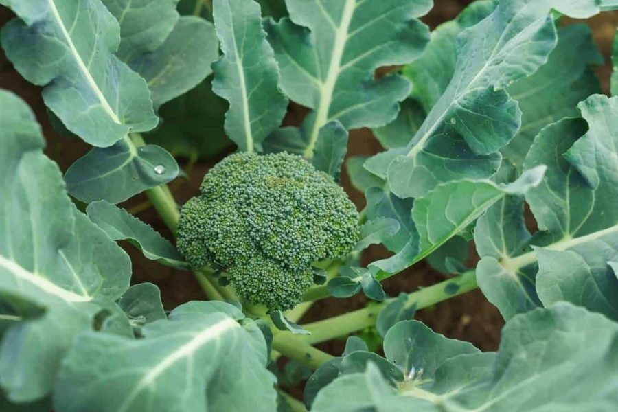 10 Easy Tips for Successful Container Vegetable Gardening at Home