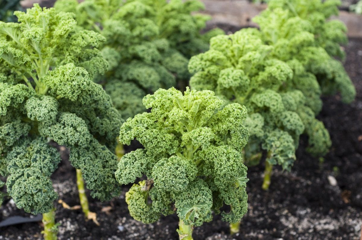 Kale
