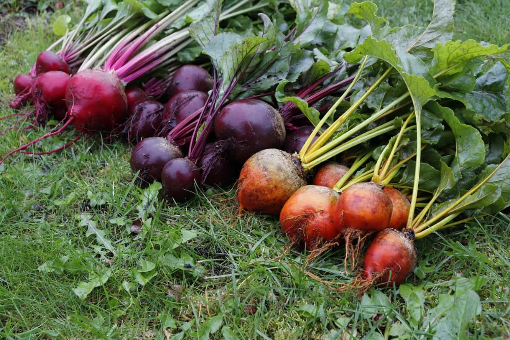 Beet Root