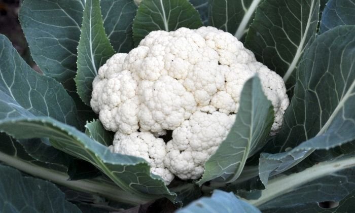 Cauliflower