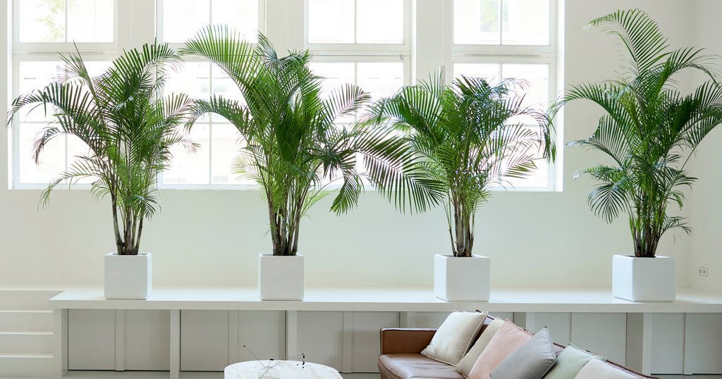 Areca Palm