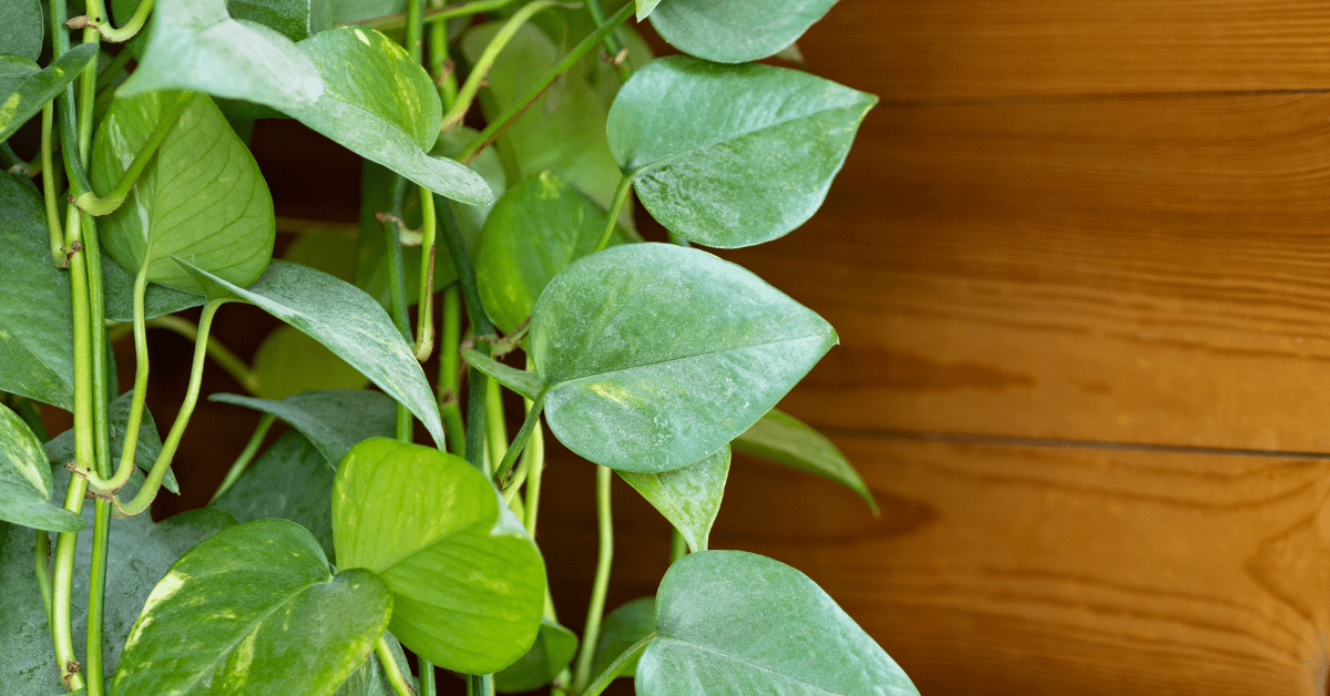 Money Plant
