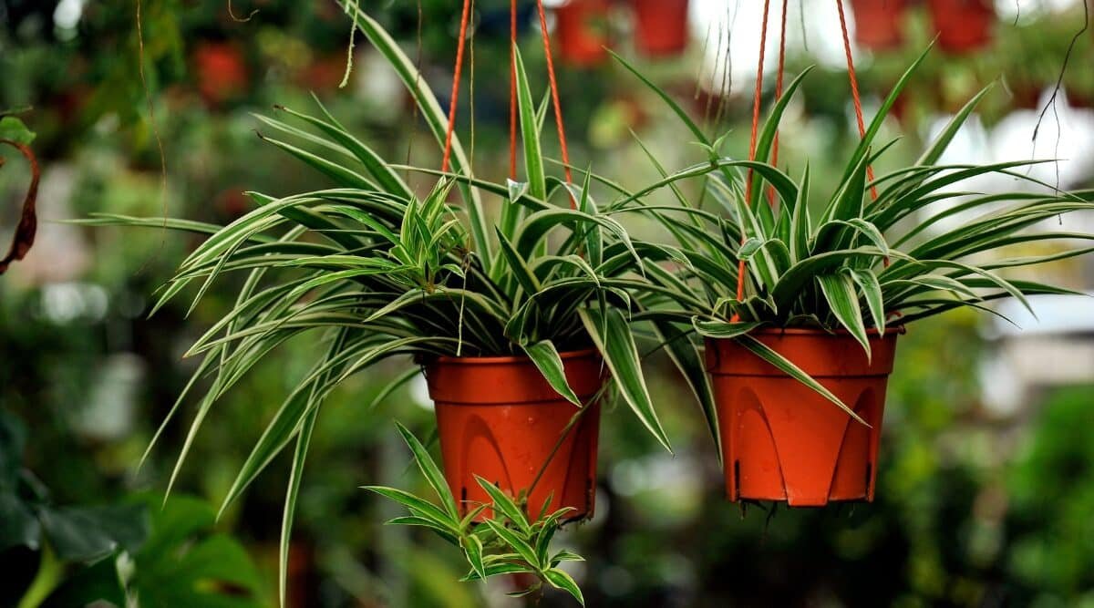 Spider - Plant