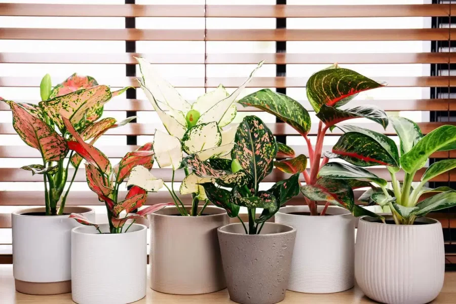 Creating a Waterwise Garden with Succulents and Native Plants