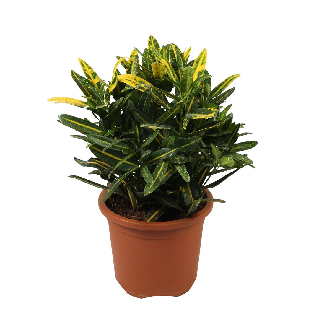 Croton Mammy