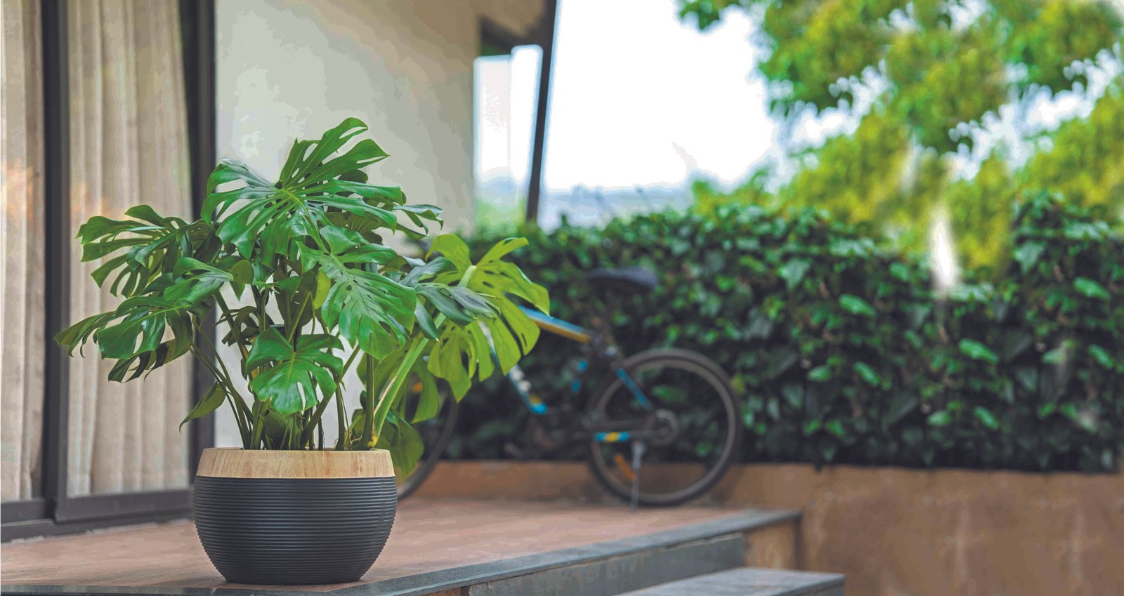 RINGSTONE RING PLANTER