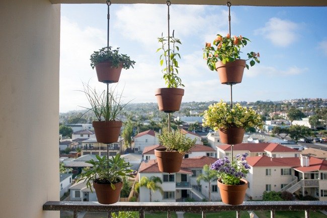 hanging plants