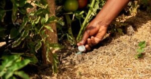 Best Fertilizers for Healthy Plant Growth at Home