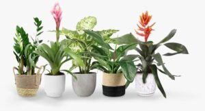 Which Plants Are Best for Indoor Air Purification?
