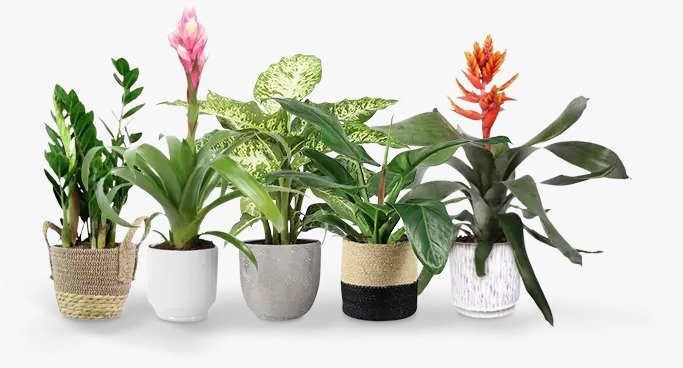 indoor air purification