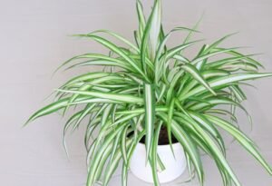 How to Care for a Spider Plant: A Complete Guide