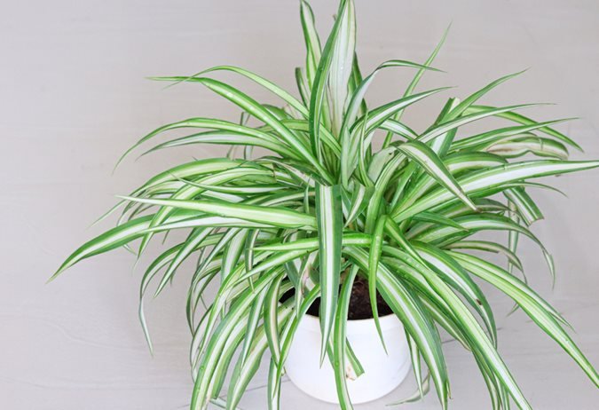 spider plants