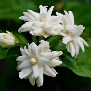 The Complete Guide to Summer Flowering Plants in India