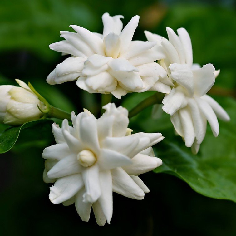 flowering plants