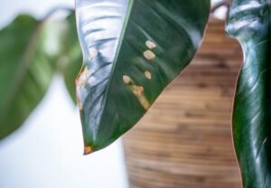 Common Indoor Plant Problems and How to Fix Them
