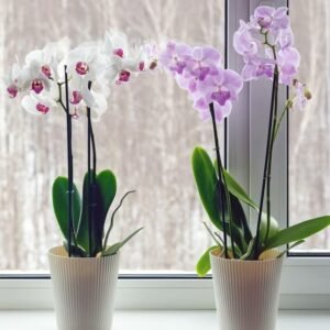 How Do Gifting Plants Spread Positivity and Luck?