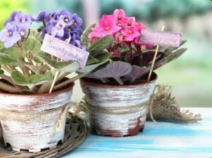 Personalizing Plant Gifts for Every Occasion