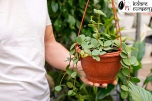 Which Creepers and Hanging Plants Are Best for Balconies?