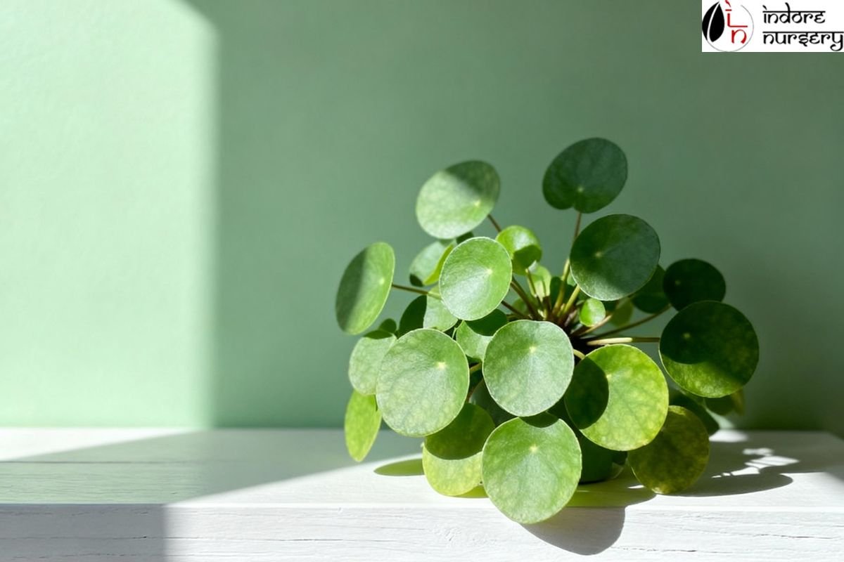 low maintenance plants