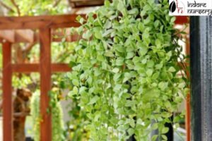 What Are the Fastest-Growing Creepers for Gardens?