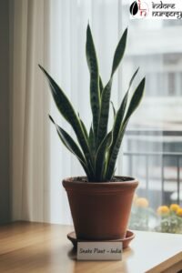 Low-Maintenance Indoor Plants India: Snake Plant, Money Plant, Aloe Vera More
