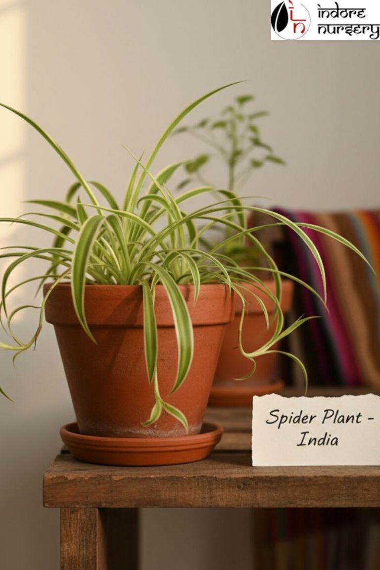 Plants and greenery at Indore Nursery