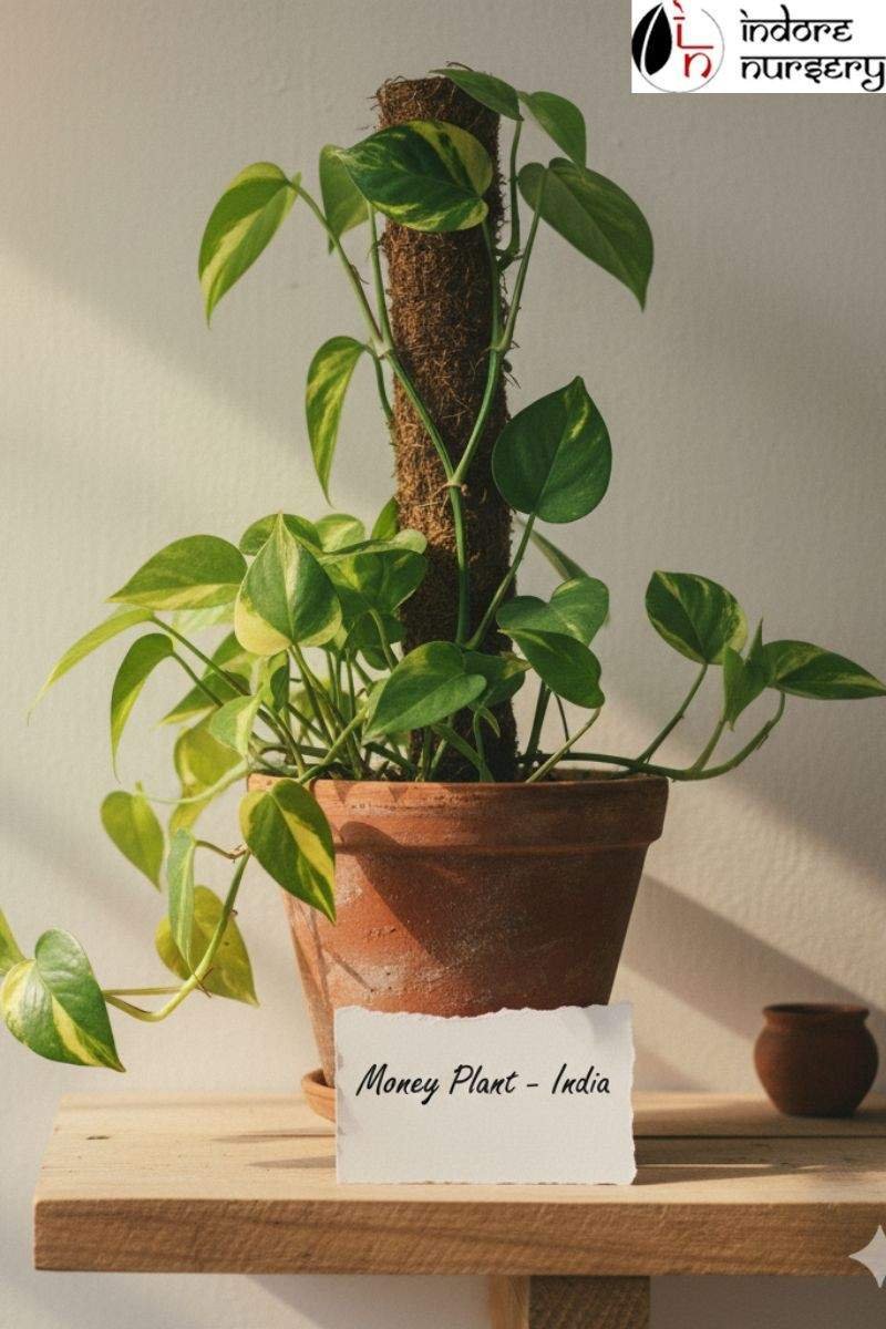 Low-Maintenance Money plant