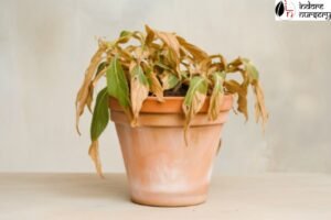 Top Mistakes New Plant Owners Make and How to Avoid Them