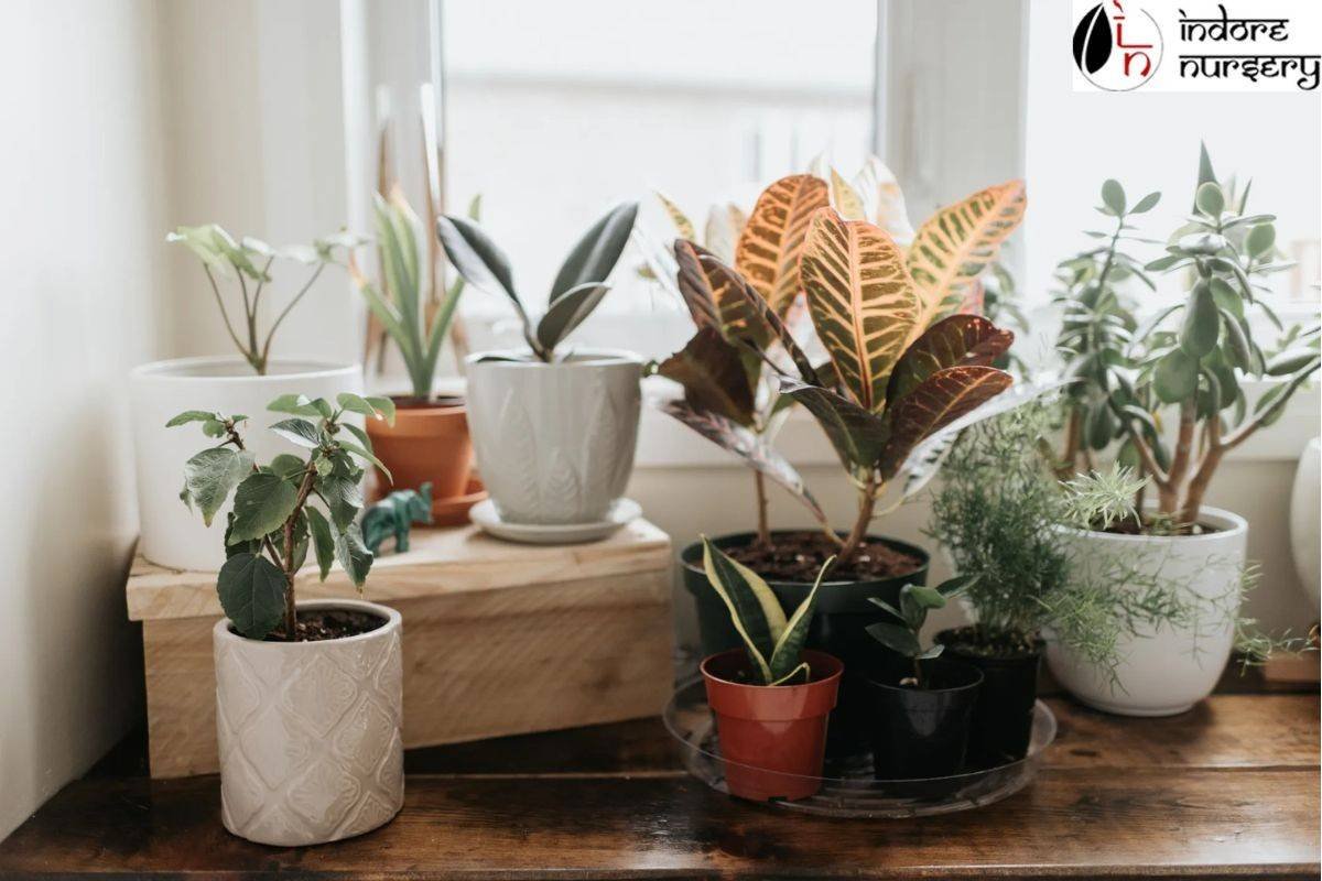 Indoor plants