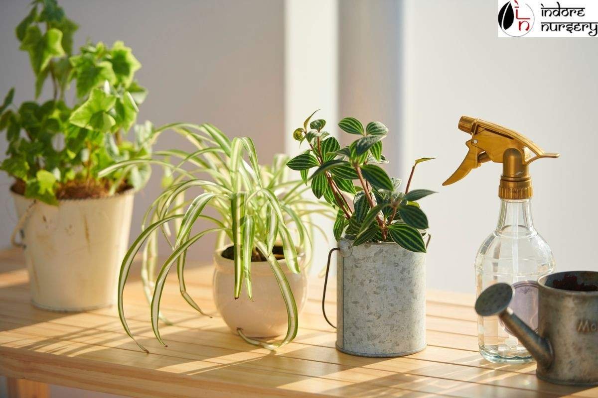 House plants
