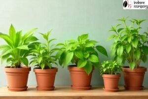 Easy-Care Plants for People Who Always Forget to Water