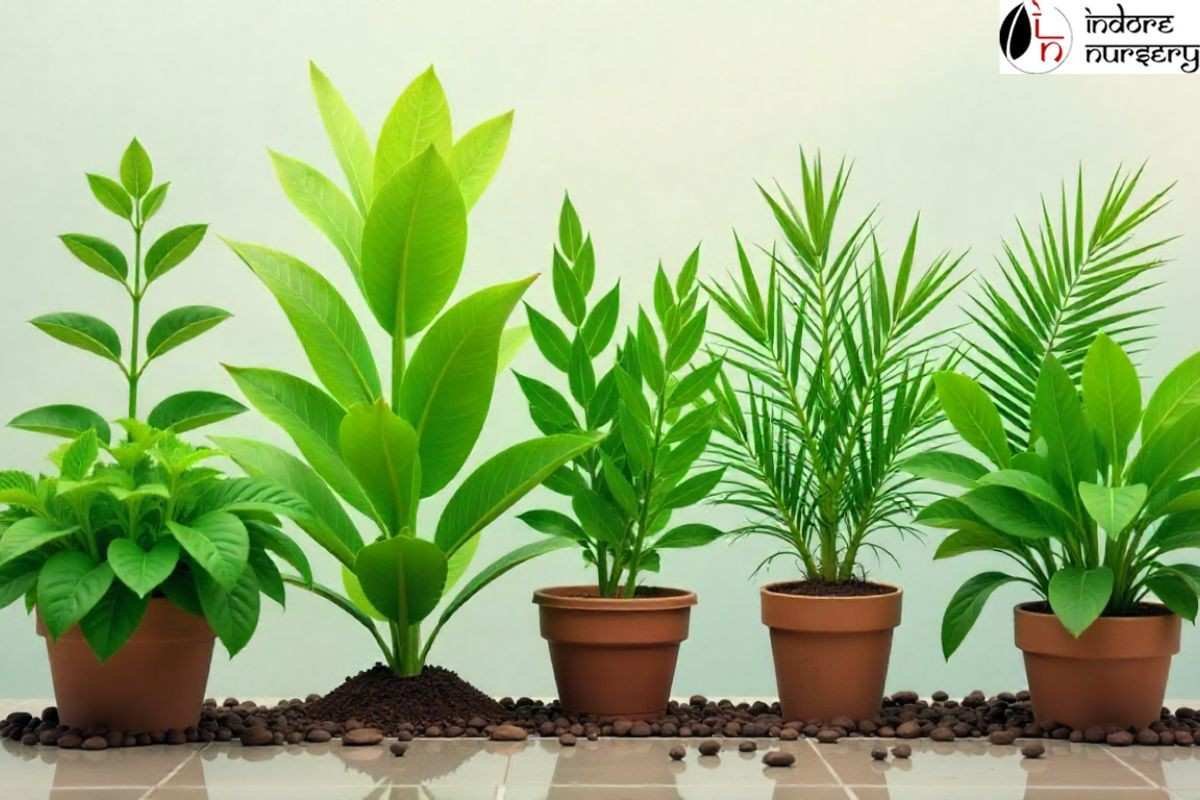 Top 10 Plants