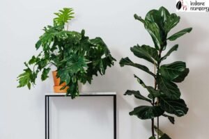 How Semi-Indoor Plants Can Elevate Your Balconies and Terraces
